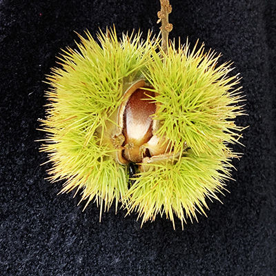 Young Chestnut | Tantallon Capital
