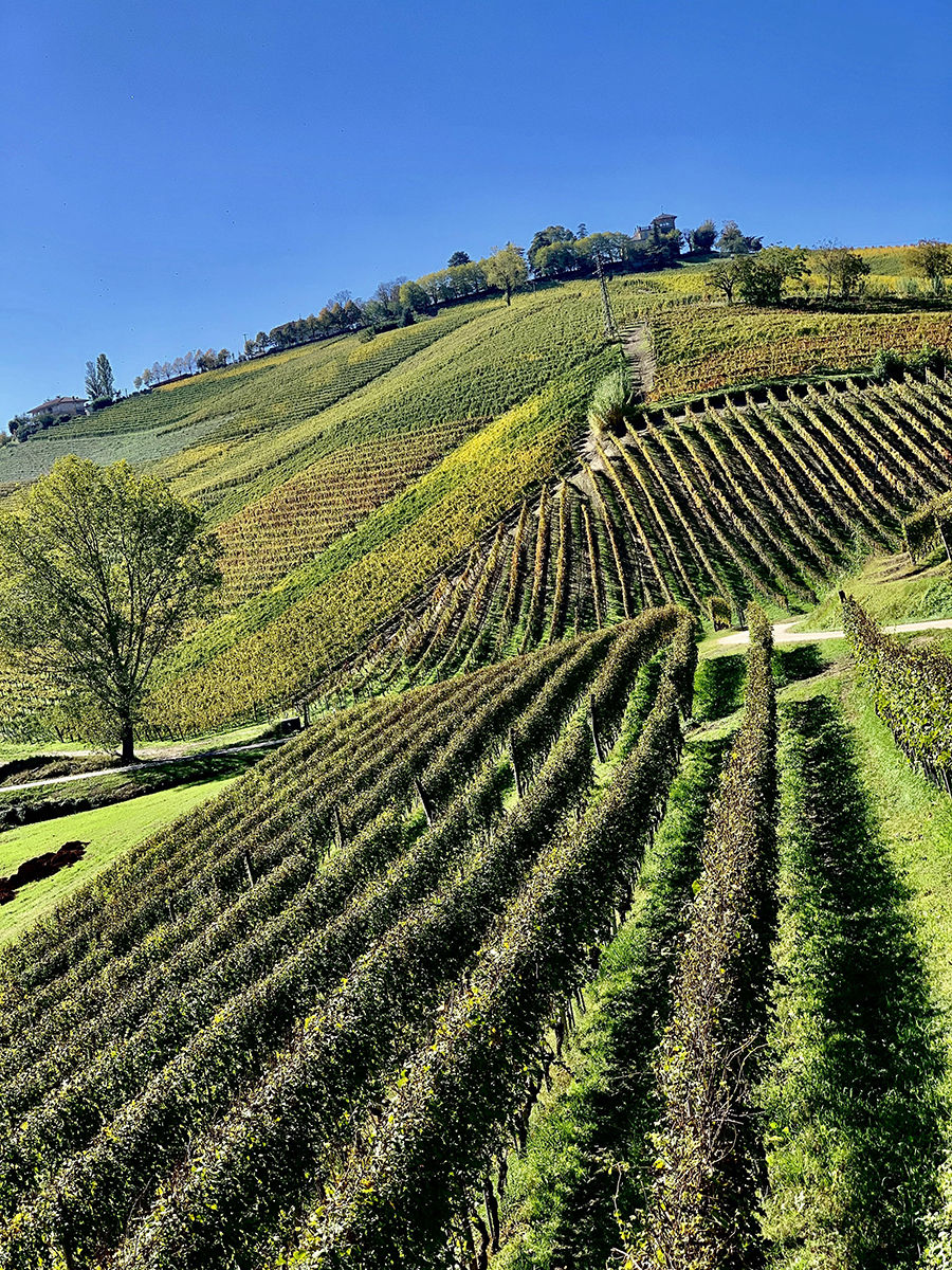 Vineyards | Tantallon Capital